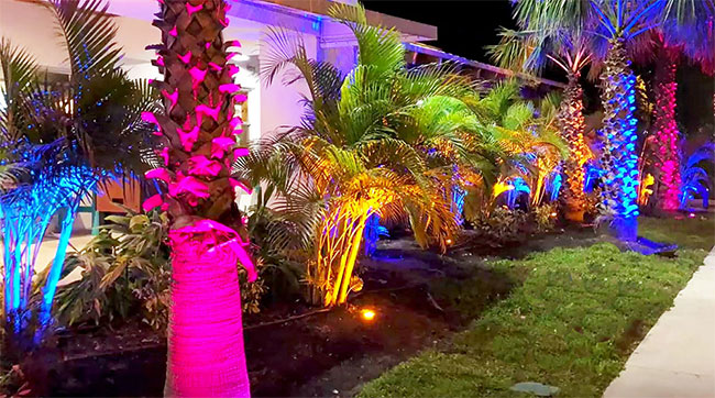 Pink, Blue, Yellow LED lights shine on plants and palm trees in front yard.
