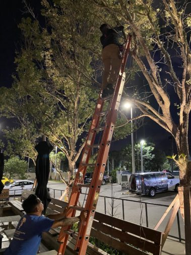 Men installing LED lights in the trees at Sergio's Restaurant on Coral Way