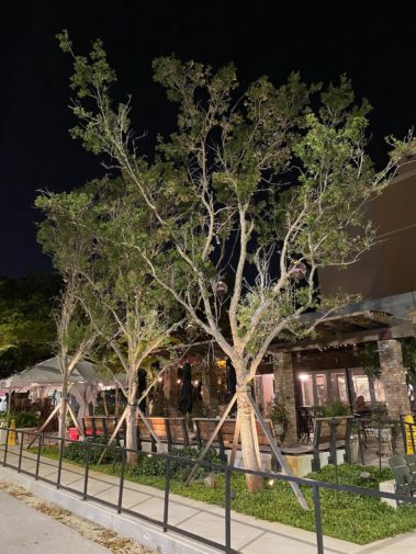 Sergio's Restaurant front entrance outdoor tree lights. Coral Way, FL.