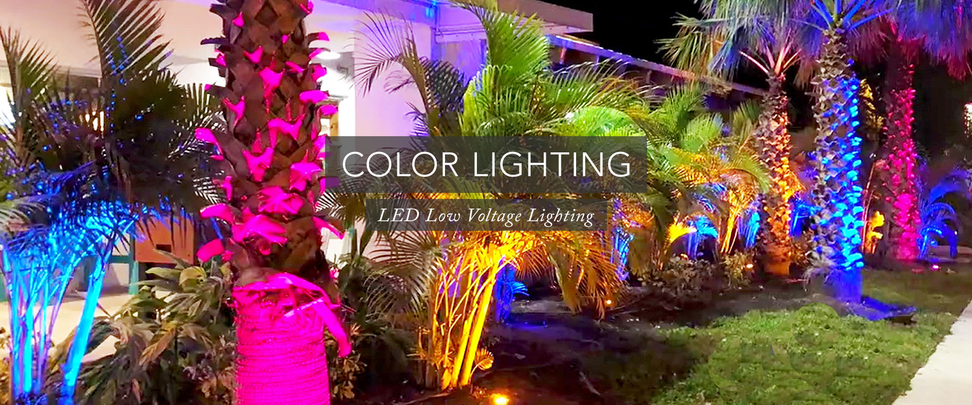 Palm Tree Color Lighting LED 